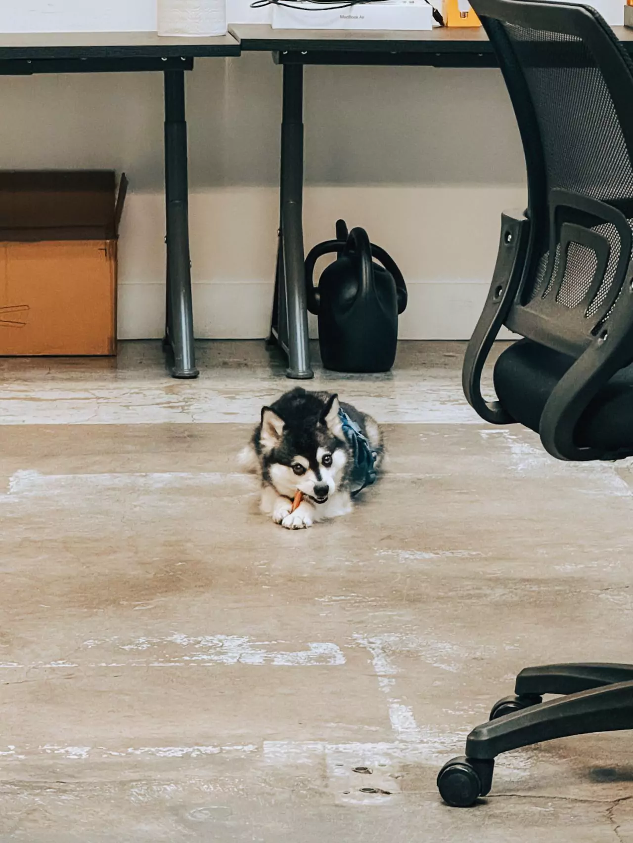 Dog Image